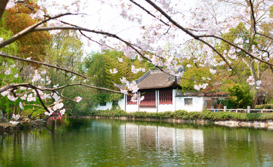 Fototapeta premium Cherry blossom in Guyi garden, Shanghai, China