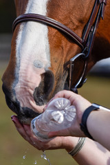 Obraz premium Hunter/jumper horse show