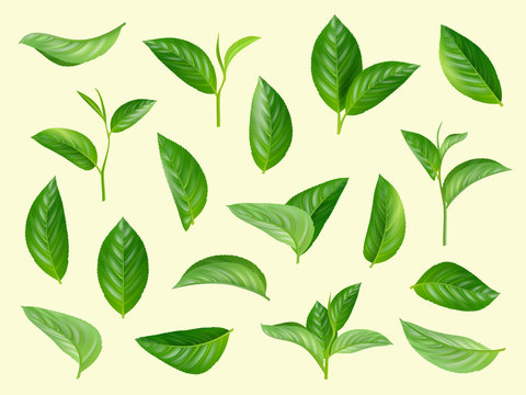 Green leaves set. Plants natural aromatic herbs vector realistic collection of leaves. Illustration green leaf and organic spring fresh floral