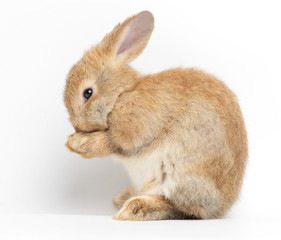 Cute little brown rabbit On a white background. The concept of mammals and Easter.  isolated
