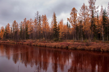 Brown river slow flowing across the brown and yellow forest with reflections of pines and trees in the water. Autumn on the north with dark blue sky above