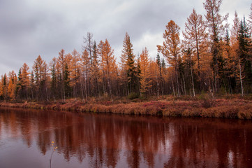Fototapeta na wymiar Brown river slow flowing across the brown and yellow forest with reflections of pines and trees in the water. Autumn on the north with dark blue sky above