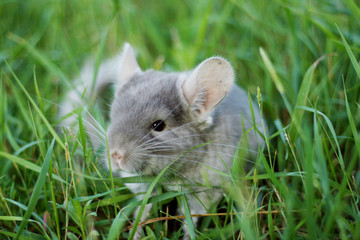 Naklejka na ściany i meble Little gray chinchilla walks on the street on green grass.