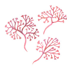 Watercolor clipart of irish sea moss. Set of red algae, weed. Isolated on white background