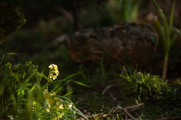 Schlüsselblume im Seitenlicht vor unscharfem dunklen Hintergrund