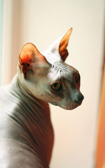 Portrait of a bald cat. Don Sphynx cat breed