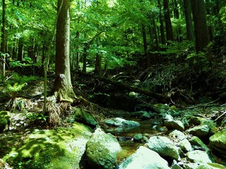 Obraz premium 高畑山の沢