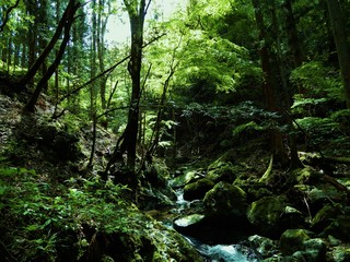 高畑山の沢