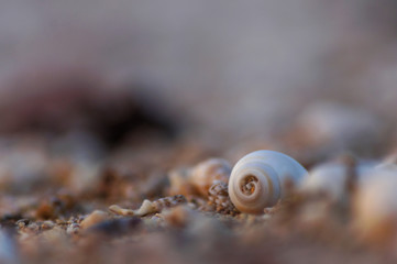 Schneckenhaus am Strand