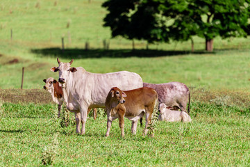 Herd grazing on a beautiful sunny day