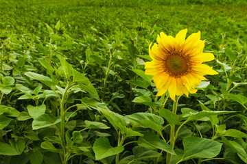 One sunflower in the field on a green background.