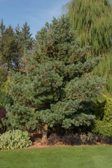 Green Foliage and Cones of an Evergreen coniferous Weymouth or Eastern White Pine Tree (Pinus strobus 'Kruger's Lilliput) Growing in a garden in Rural Devon, England, UK