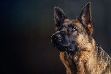 german shepard