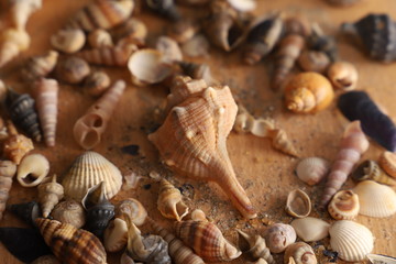 seashell