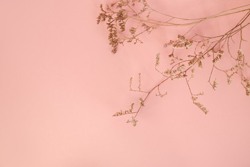 Twigs of dried flowers on pastel pink background. Floral spring minimal background. Copy space.