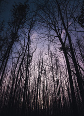 Sunset Forest over the Tennessee River