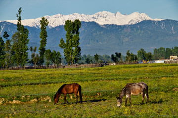 horses grazing in beautiful meadows of Kashmir India with snow mountains in background
