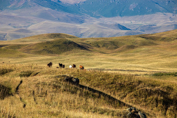 Fototapeta premium herd of horses