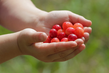 Kinderh&auml;nde halten Wildkirschen _Prunus avium