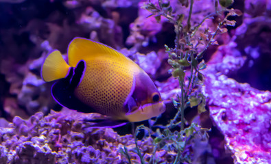Fototapeta na wymiar tropical fish in aquarium