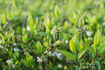 A beautifully blossoming branch with a white flower on a green blurry bokeh background. There is space for text