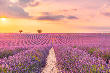 Fototapeta na wymiar Wonderful scenery, amazing summer landscape of blooming lavender flowers, peaceful sunset view, agriculture scenic. Beautiful nature background, inspirational concept