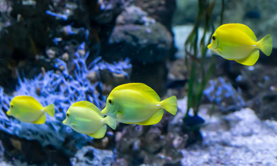 tropical yellow fish in aquarium