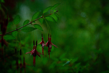 Flor de chilco, futaleufú, región de los lagos, Chile.