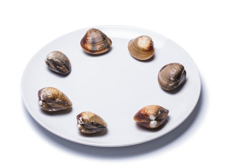 clam shell raw fresh seafood on plate isolated on white background