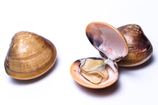 clam shell raw fresh seafood on plate isolated on white background