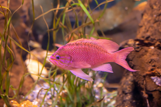 pink fish in an aquarium