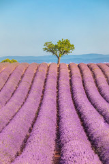 Obraz na płótnie Canvas Beautiful tree in lavender field, Provence, France. Lonely tree in lavender field, Provence, France. Lavender flowers blooming field and a lonely tree uphill. Valensole, Provence. Amazing landscape