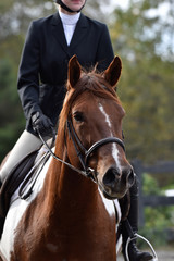 Hunter/jumper horse show