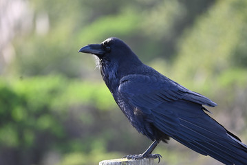 Raven