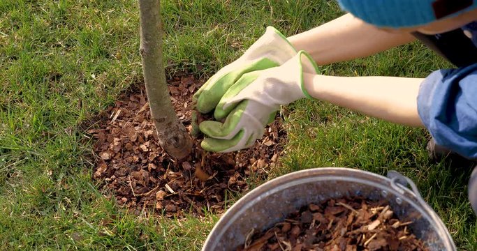 mulching around a tree with pine bark mulch