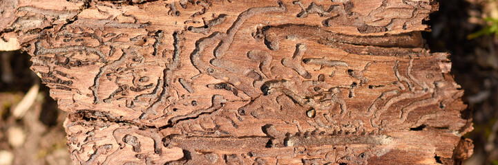 Old and weathered bark of tree