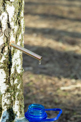 Birch sap drops in a springtime. Birch juice or water in a forest