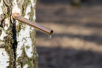 Birch sap drops in a springtime. Birch juice or water in a forest