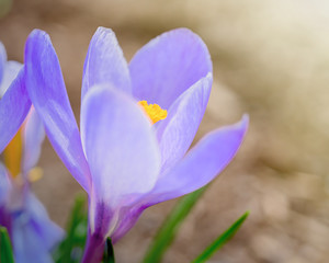 Close up of a pretty purple crocus flowering in the spring garden.