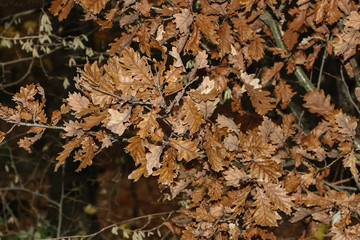 Eichenlaub im Herbst, Roteiche, Quercus rubra