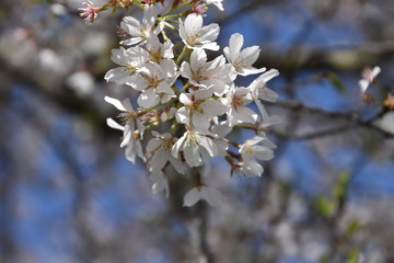 beautiful white cherry blossom trees in spring bloom
