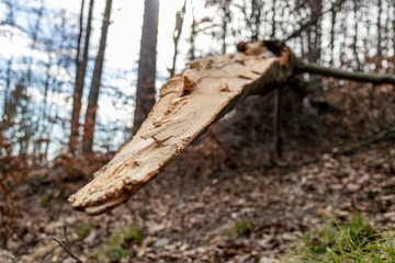 Bruchholz