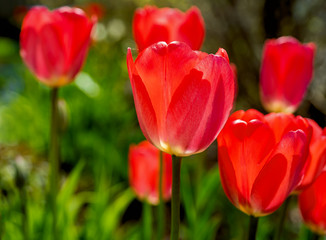 Vibrant garden tulips flowering in the spring garden,.