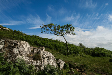 Lone tree