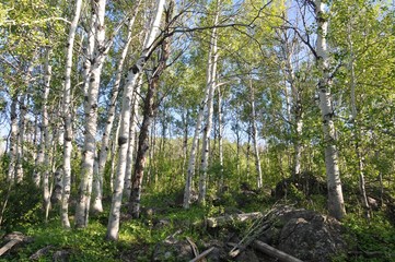 Old Aspen Trees