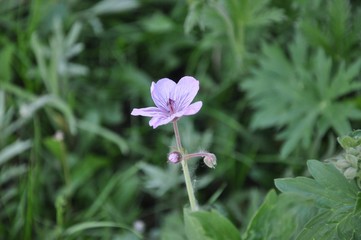 Mountain Geranium