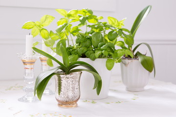 Pretty green and white still life with flowerless potted orchids, basil and glass candlesticks set on embroidered tablecloth