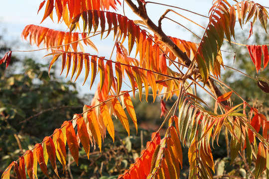 Rote Blätter des Essigbaumes im Herbst, Rhus typhina, Rhus hirta