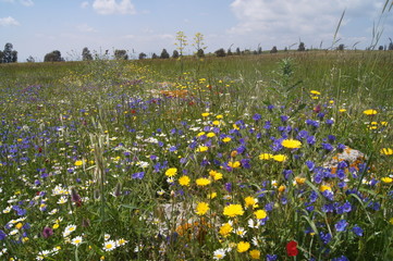 Golan im Frühling 1