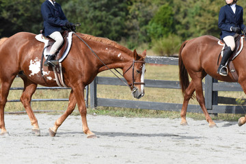 Hunter/jumper horse show